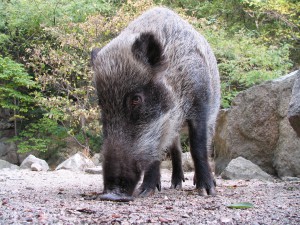 写真１　メスのイノシシ